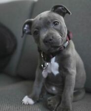 Cucciolo di Pittbull Dogo Cane Corso - Locandina Poster Decorazione Casa Quadro