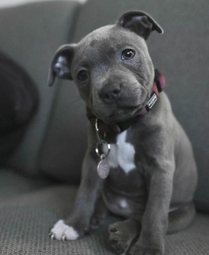 Cucciolo pittbull dogo cane - cucciolo,
