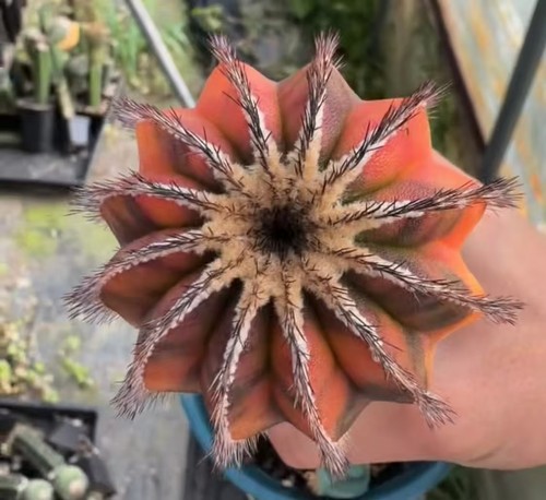 Raro cactus uebelmania - raro,