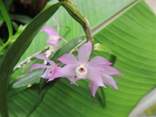 Dendrobium hertoglossum pianta