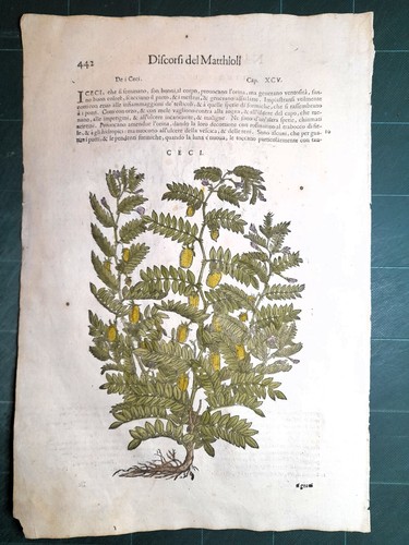 Mattioli matthioli erbario - mattioli, a