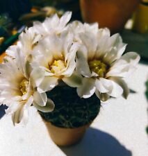 40 Semi Gymnocalicium Cactacus Pianta Grassa