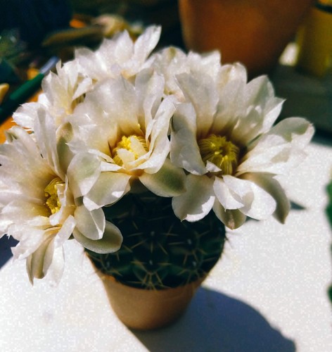 Semi gymnocalicium cactacus - 40,
