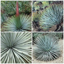 10 semi di Yucca whipplei=Hesperoyucca whipplei ,piante succulente,seeds