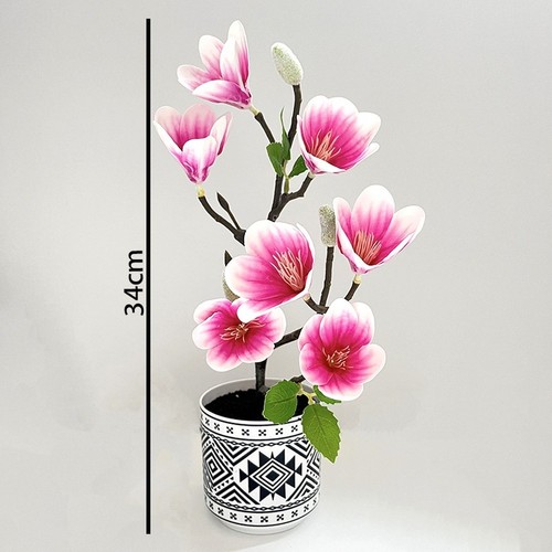 Bonsai magnolia pianta - bonsai,