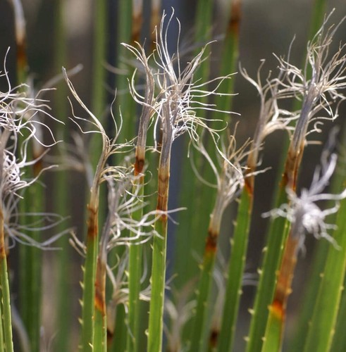 Dasylirion acrotrichum var