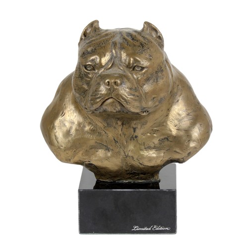 American bully testa pietra - american,