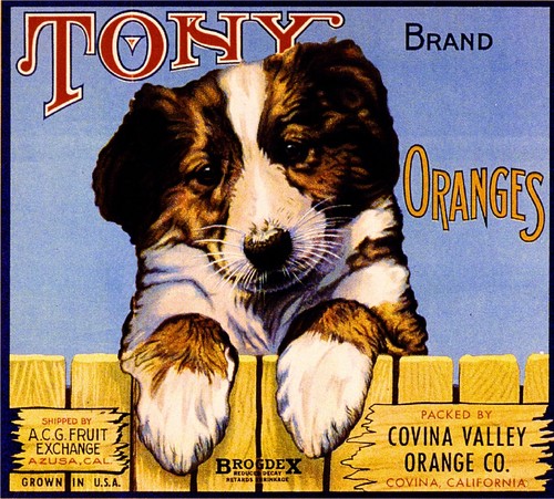Covina tony collie pastore - covina,