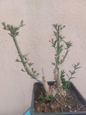 Prebonsai olivastro vallata - prebonsai,