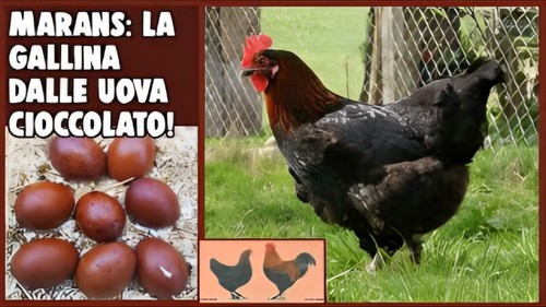 Uova feconde fertili - uova, feconde,
