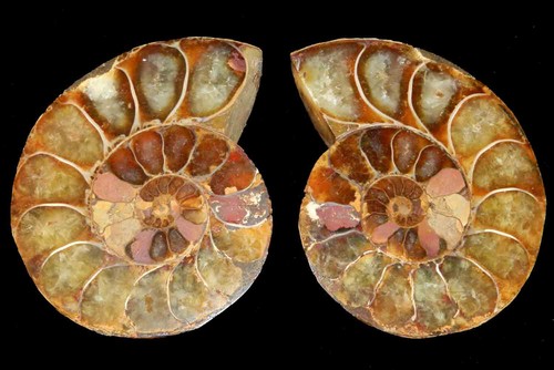 Cleoniceras ammonite fossile - cleoniceras,
