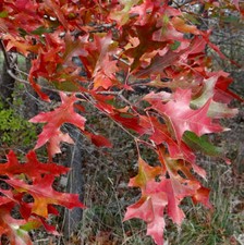 Quercus texana | Nuttall's Oak | Red River Oak - Nuttall's Oak | Red River Oak