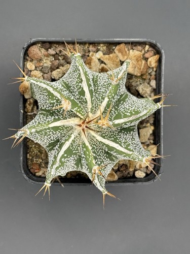 Astrophytum ornatum vaso - ornatum, 10