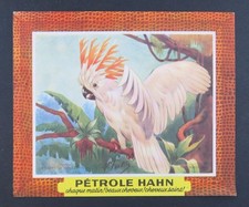 BUVARD PETROLIO HAHN cacatua