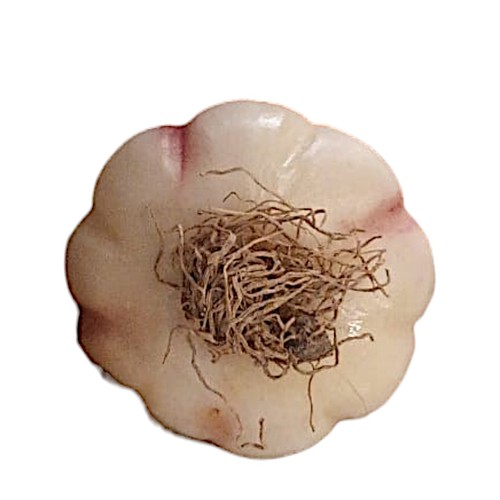 Aglio marmo dipinto mano - marmo,