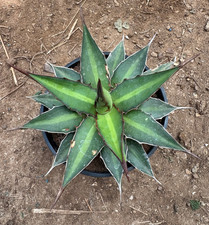 Agave funkiana pianta - agave,