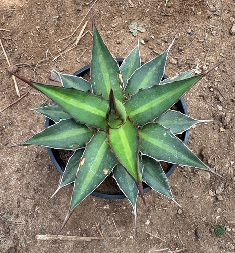 Agave funkiana pianta - funkiana,