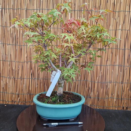 Bonsai acero deshojo 42cm - bonsai, h