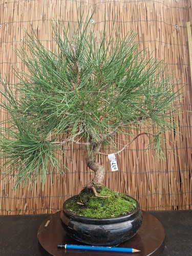 Bonsai pino thumbergii h - bonsai,