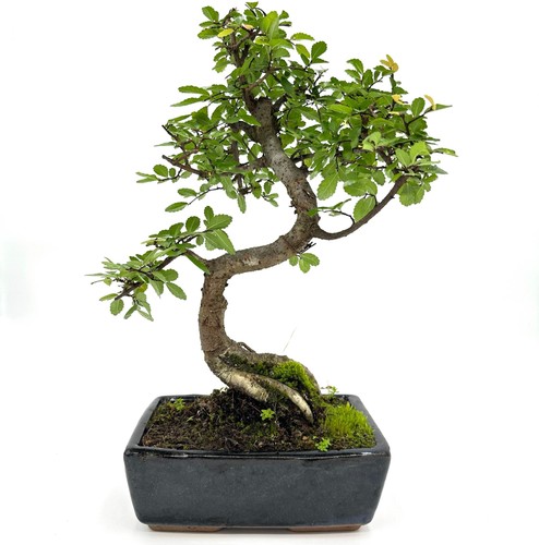 Bonsai olmo cinese - cinese, cm