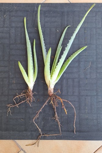 Aloe vera biologica - vera, pianta