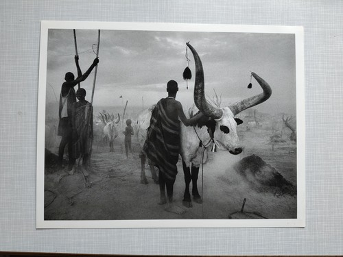 Sebastiao salgado genisis - sebastiao,