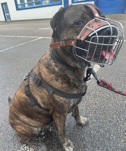 Museruola per cani cestino - , in