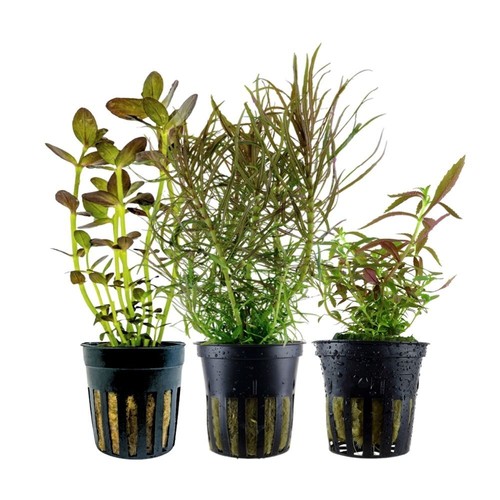 Colorato set con 3 - set, pentola