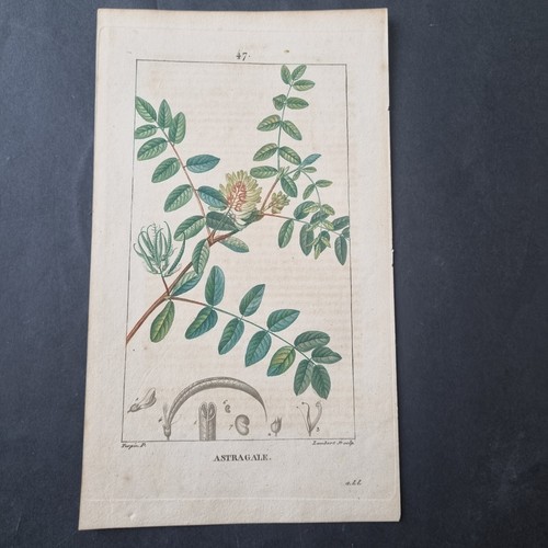 Incisione xix secolo - xix, botanica