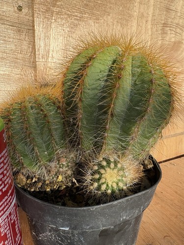 Parodia magnifica - parodia,