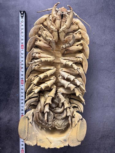 Rare deep sea bathynomus - rare,