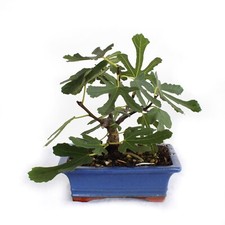 Bonsai Ficus Carica - Bonsai
