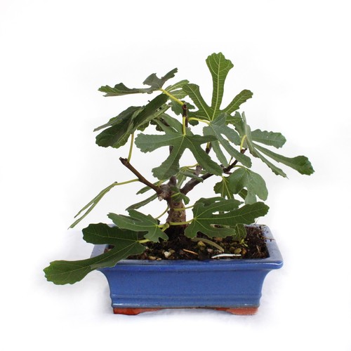 Bonsai ficus carica - bonsai,