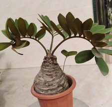 Dia 12cm Tall 13cm Zamia
