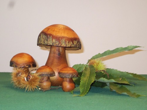 Funghi legno unici - in,