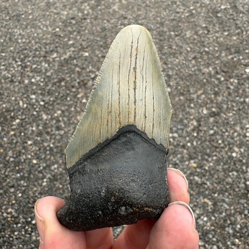 Large megalodon shark tooth - large,