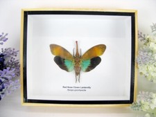 Red Nose Clown Lanternfly - in