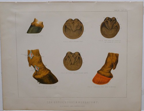 1880 farriery stampa cavalli - stampa,