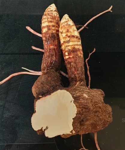 Yucca palma giglio - yucca,