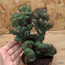 Cereus coral mostruoso