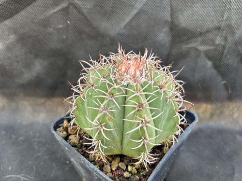 Melocactus matanzanus cactus - melocactus,
