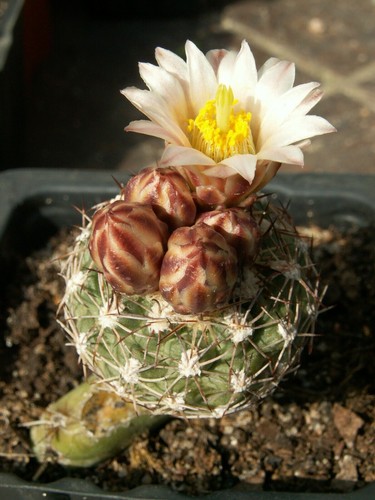 Sclerocactus mesae verdae - , fh