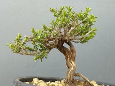 Bonsai di Timo