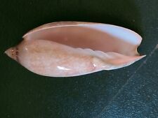 Conchiglia Shell Voluta AMORIA DAMONII Major  mm 101  Australia