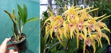Dendrobium brimbbank sunshine - brimbbank,