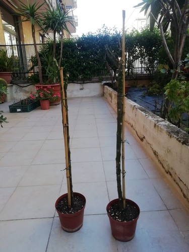 Pianta frangipani - pianta,