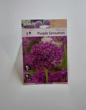 Allium bulbo Aglio da fiore