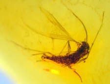 Ambra del Mar Baltico con RARA