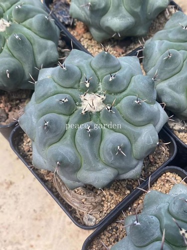 Thelocactus phymatothelos rara - thelocactus,