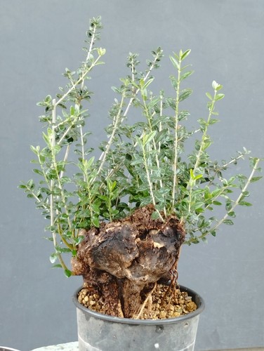 Bonsai olivastro 40x13 - bonsai, cm
